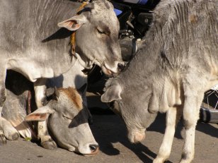 Rajasthan_20 · © Dr. Heike Seitz